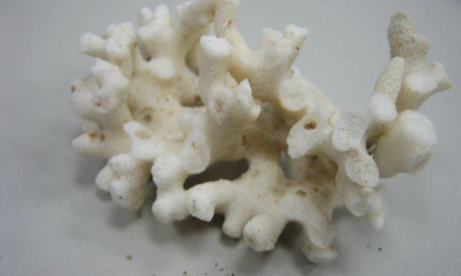 2014-3-5-124foto korál 8.jpg